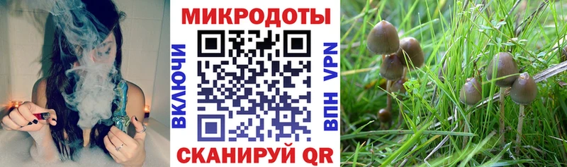 Купить закладки  Анжеро-Судженск  Галлюциногенные грибы Psilocybe 